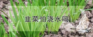 韭菜怕浇水吗,第1图