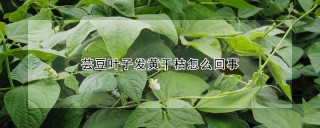 芸豆叶子发黄干枯怎么回事,第1图