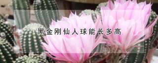 黑金刚仙人球能长多高,第1图