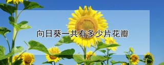 向日葵一共有多少片花瓣,第1图