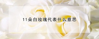 11朵白玫瑰代表什么意思,第1图