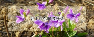 地丁什么时候开花,第1图