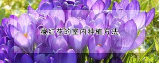 藏红花的室内种植方法,第1图