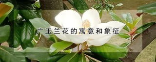 广玉兰花的寓意和象征,第1图