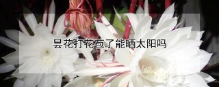 昙花打花苞了能晒太阳吗,第1图