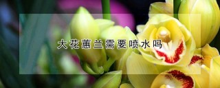 大花蕙兰需要喷水吗,第1图