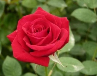 玫瑰花功能与主治：美白护肤、利尿、丰胸、抗病毒,第1图