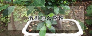 榕树怎么繁殖,第1图