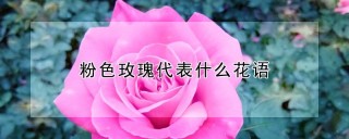 粉色玫瑰代表什么花语,第1图