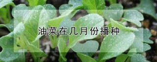 油菜在几月份播种,第1图