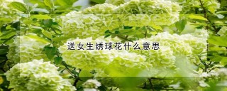 送女生绣球花什么意思,第1图