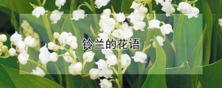 铃兰的花语,第1图