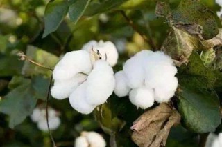 棉花的生长过程,第3图