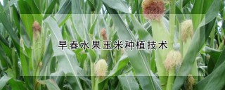 早春水果玉米种植技术,第1图