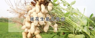 拔花生是几月份,第1图