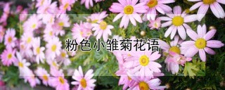 粉色小雏菊花语,第1图
