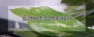 发财树怎么修剪枝叶,第1图