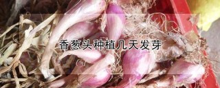 香葱头种植几天发芽,第1图