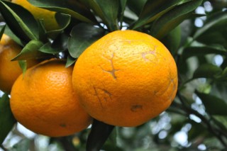 橘子盆栽的寓意,第2图