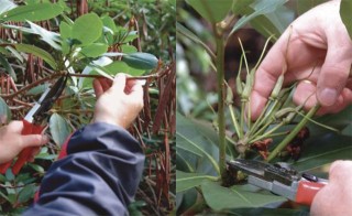 杜鹃花整形修剪的方法,第2图