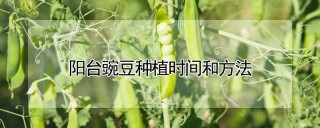 阳台豌豆种植时间和方法,第1图
