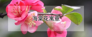 海棠花寓意,第1图