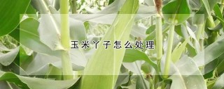 玉米丫子怎么处理,第1图