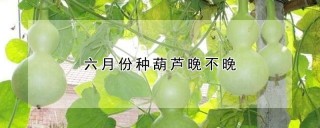 六月份种葫芦晚不晚,第1图