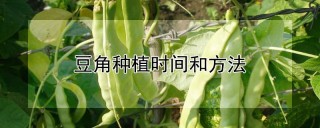 豆角种植时间和方法,第1图