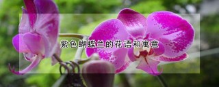 紫色蝴蝶兰的花语和寓意,第1图