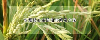 水稻钻心虫防治时间及方法,第1图