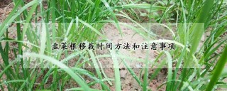 韭菜根移栽时间方法和注意事项,第1图