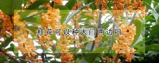 桂花可以种大门两边吗,第1图