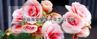 格丽海棠夏季开花怎么养护,第1图