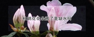 杜鹃花花朵蔫了是缺水吗,第1图