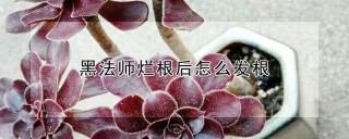 黑法师烂根后怎么发根,第1图