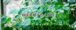 铜钱草种子怎么水培,第1图