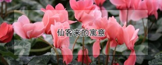 仙客来的寓意,第1图