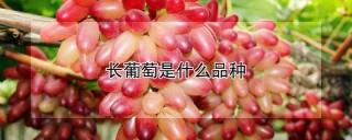 长葡萄是什么品种,第1图