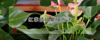 红掌插技繁殖方法,第1图