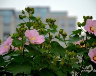 木芙蓉花怎么修剪，在每年萌芽和花谢后修剪最佳,第2图