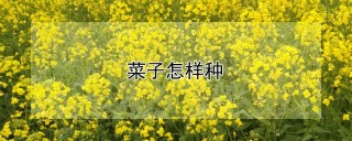 菜子怎样种,第1图