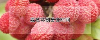 荔枝环割最佳时间,第1图