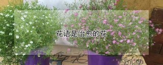 花语是治愈的花,第1图