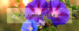 牵牛花寓意和象征意义,第1图