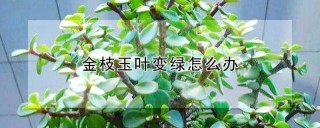 金枝玉叶变绿怎么办,第1图