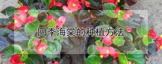 四季海棠的种植方法,第1图