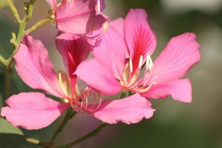 紫荆花花语,第3图
