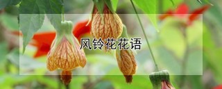 风铃花花语,第1图