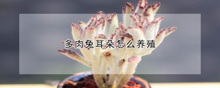 多肉兔耳朵怎么养殖,第1图